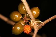 Smilax pumila