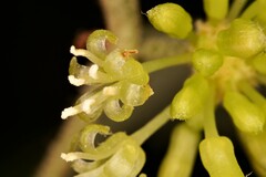 Smilax pumila