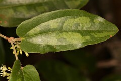 Smilax pumila