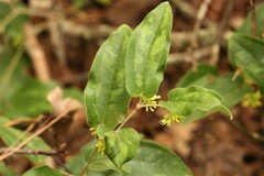 Smilax pumila