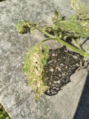 Solanum sarrachoides