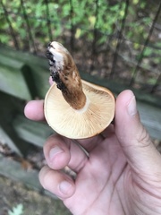 Tricholoma fulvum
