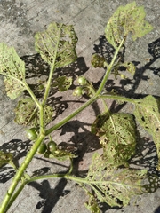 Solanum sarrachoides