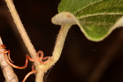 Smilax pumila