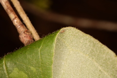 Smilax pumila