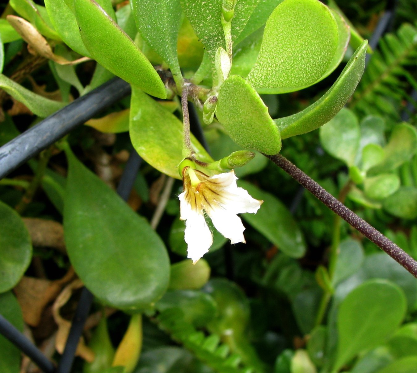 Scaevola coriacea