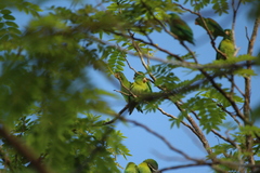 Brotogeris jugularis