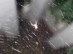 Uloborus
