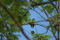 Brotogeris jugularis