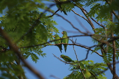 Brotogeris jugularis