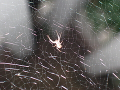 Uloborus