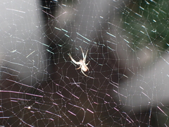 Uloborus