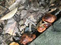 Tricholoma fulvum