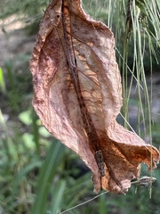 Tetragnatha laboriosa