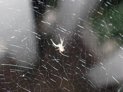 Uloborus