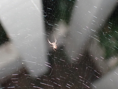 Uloborus