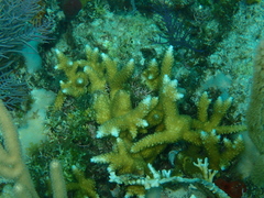 Acropora cervicornis