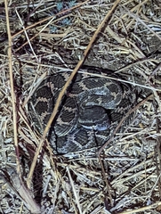 Crotalus oreganus helleri