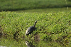 Trachemys venusta