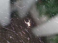 Uloborus