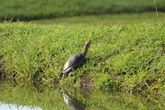 Trachemys venusta