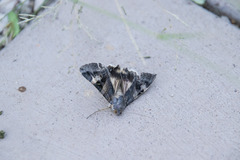 Melipotis perpendicularis