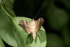 Oxyodes scrobiculata