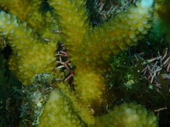 Acropora cervicornis