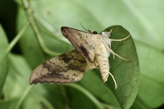 Oxyodes scrobiculata