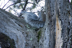 Sciurus arizonensis