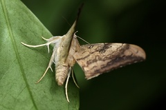 Oxyodes scrobiculata