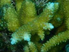 Acropora cervicornis