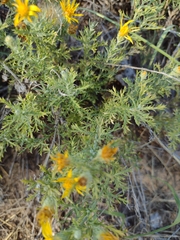 Xanthisma spinulosum