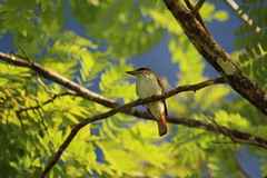 Myiodynastes maculatus