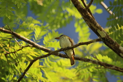 Myiodynastes maculatus