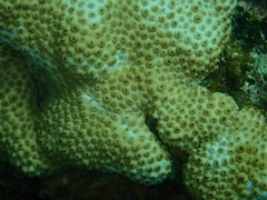 Palythoa caribaeorum