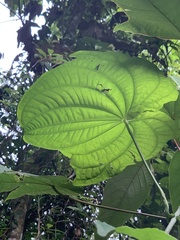 Dioscorea sansibarensis