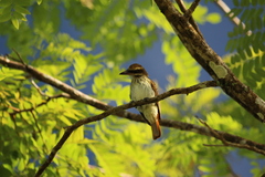 Myiodynastes maculatus