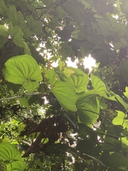 Dioscorea sansibarensis