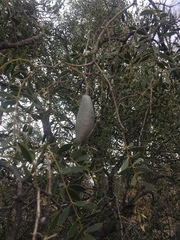 Aspidosperma quebracho-blanco