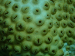 Palythoa caribaeorum