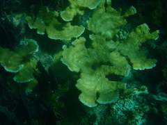 Acropora palmata
