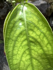 Kadua fluviatilis