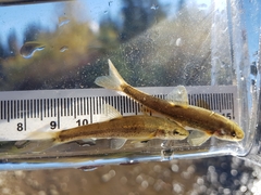 Rhinichthys cataractae