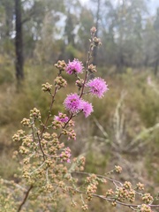 Kunzea capitata