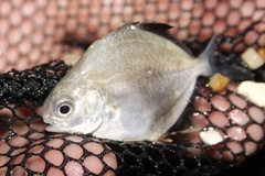 Trachinotus falcatus