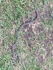 Pantherophis ramspotti