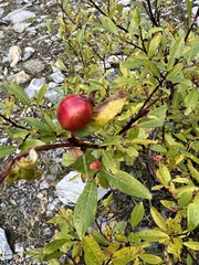 Salix bebbiana
