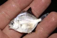 Trachinotus falcatus