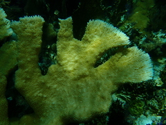 Acropora palmata